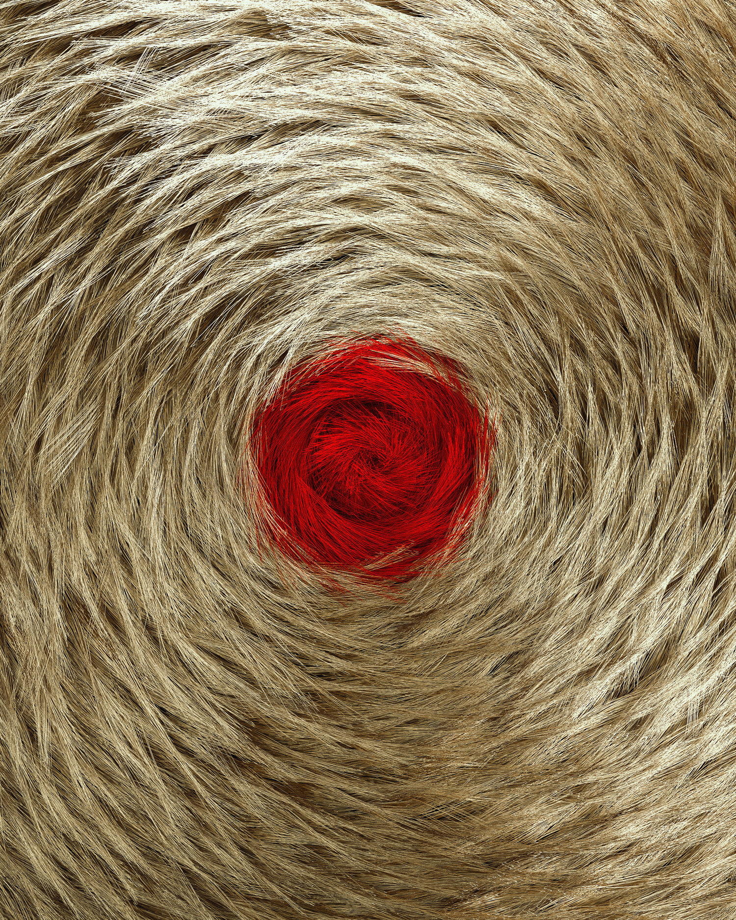 红色圆点动物野生毛发标记[02-12-17]-Feral#4.jpg